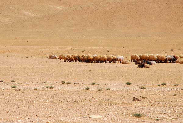 Prophet Muhammad Working as a Shepherd post thumbnail image